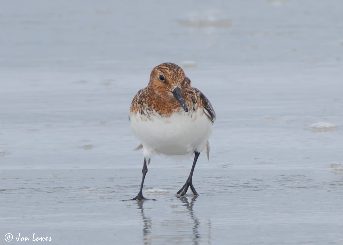 Bécasseau sanderling - ML620702768