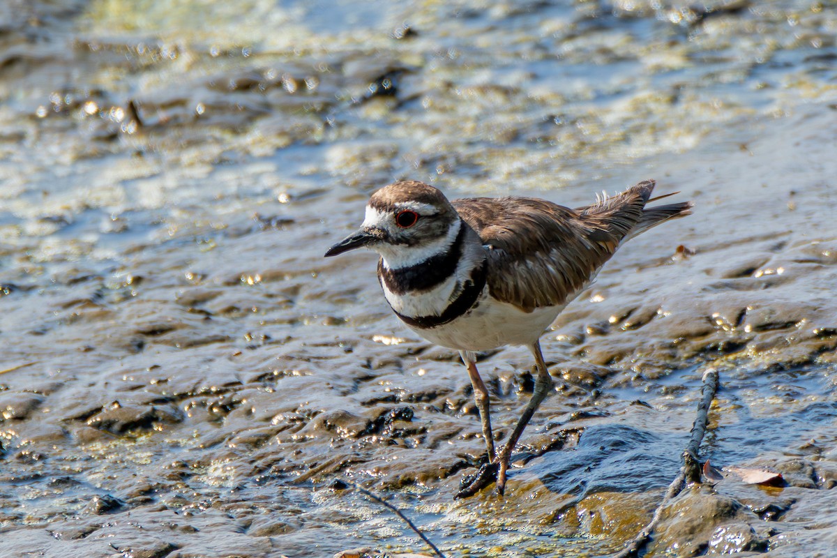 Killdeer - Steven Bruenjes