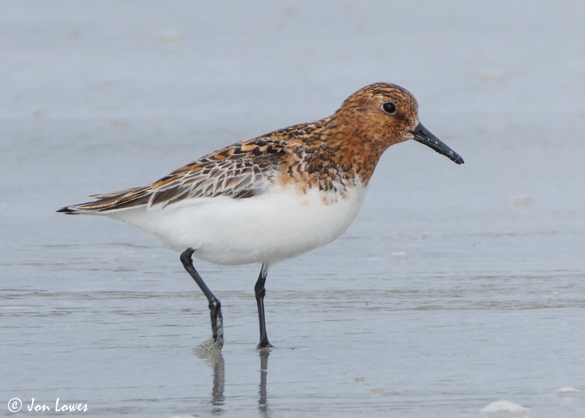 Bécasseau sanderling - ML620702772