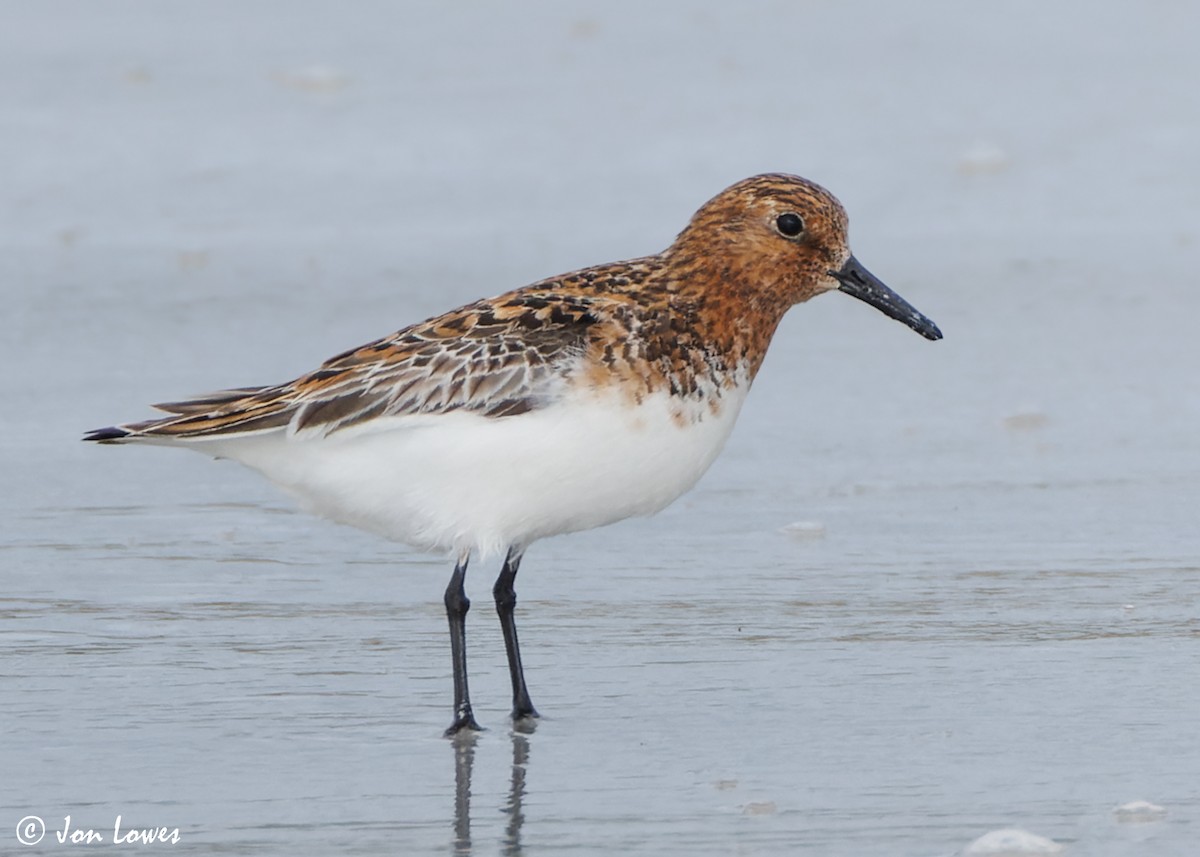 Bécasseau sanderling - ML620702773