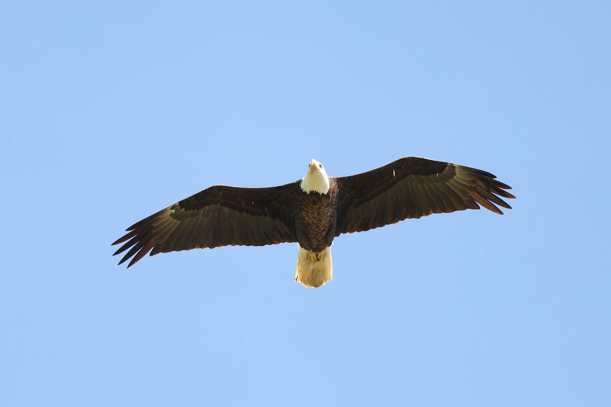 Weißkopf-Seeadler - ML620702778