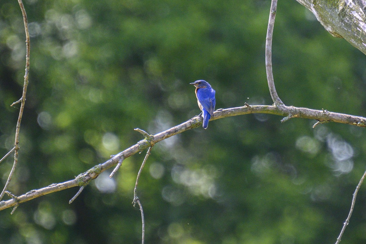 Eastern Bluebird - ML620702779