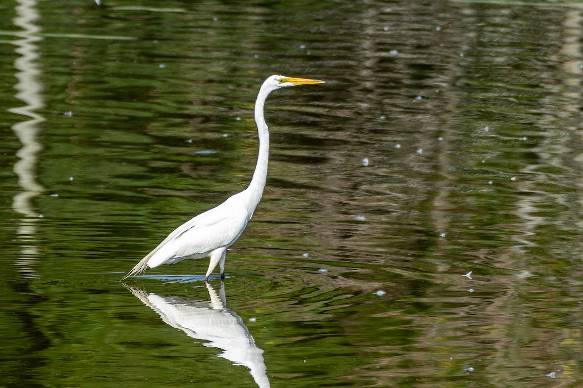 Great Egret - ML620702781