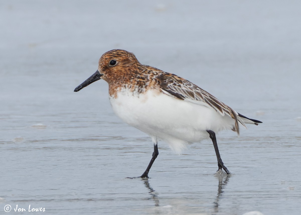 Bécasseau sanderling - ML620702782