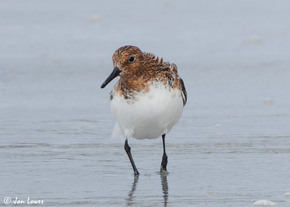 Bécasseau sanderling - ML620702783