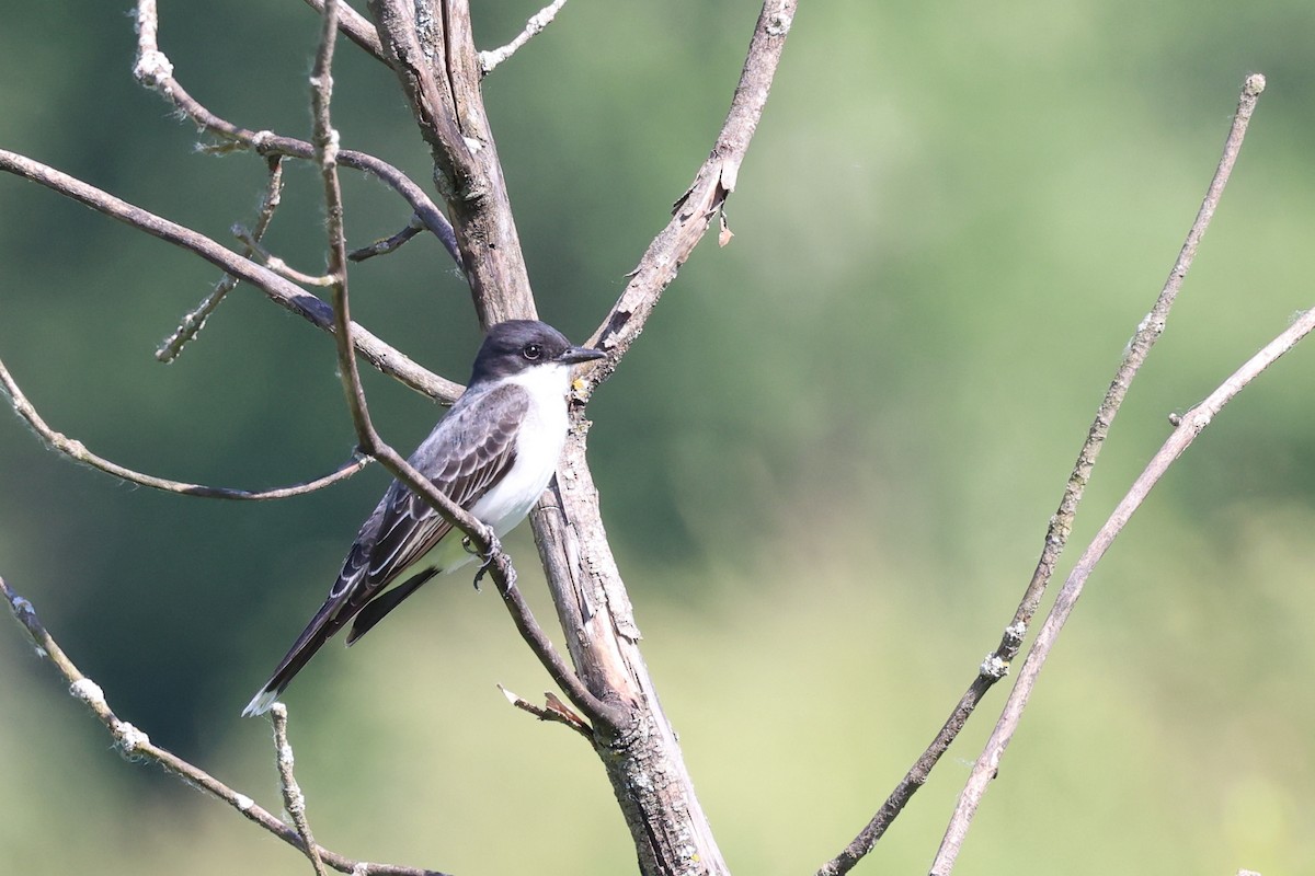 Eastern Kingbird - ML620702784