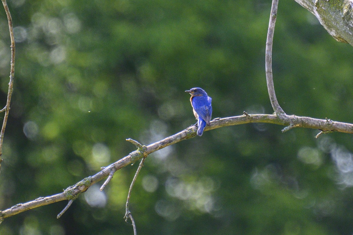 Eastern Bluebird - ML620702786