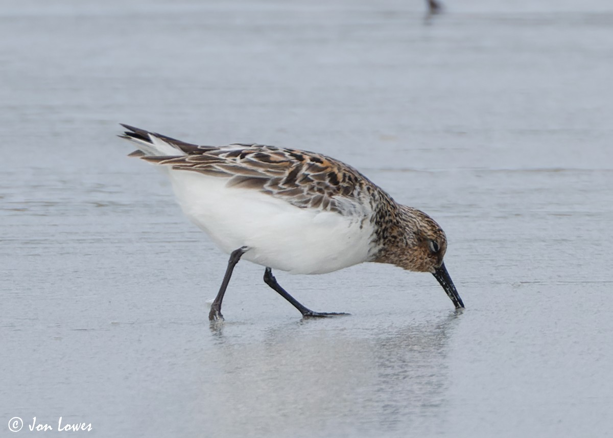 Bécasseau sanderling - ML620702788