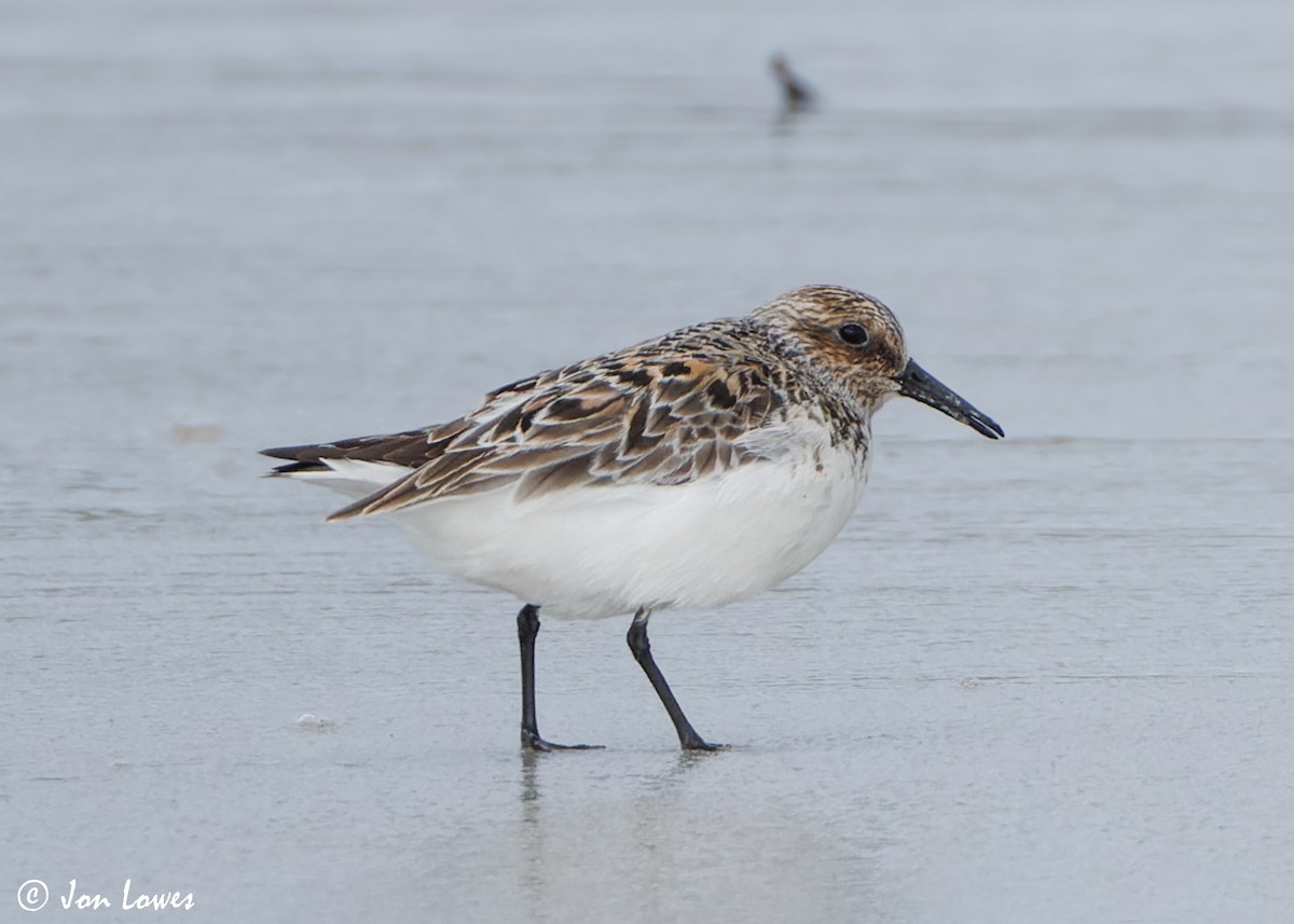 Bécasseau sanderling - ML620702789