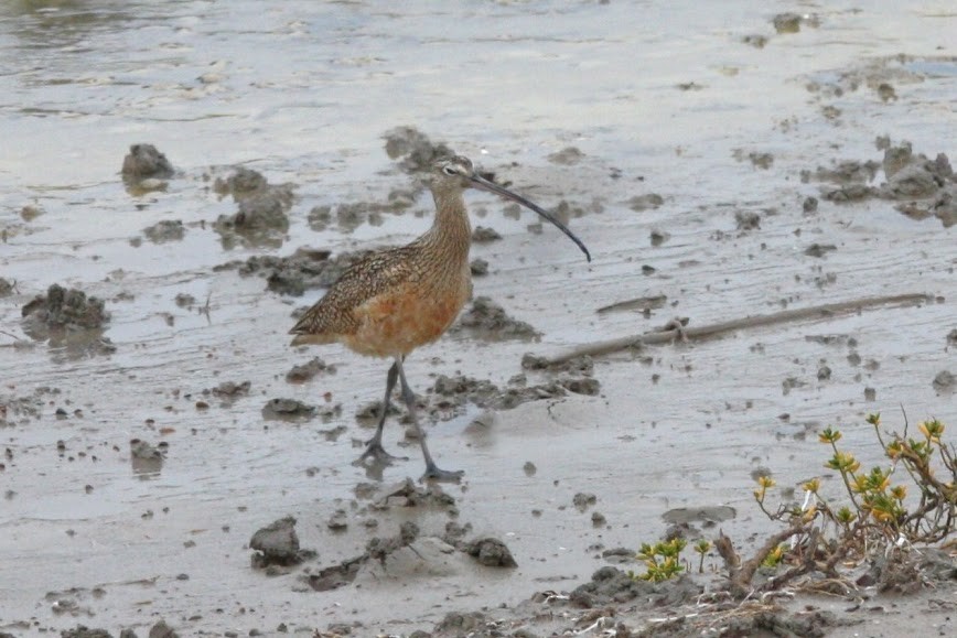 Long-billed Curlew - Kevin Sarsfield