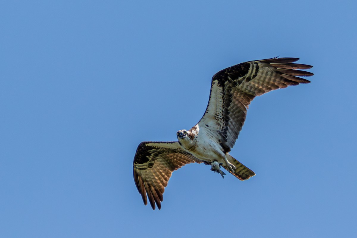 Águila Pescadora - ML620702792