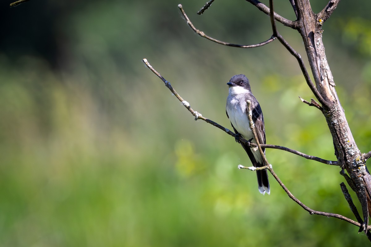 Eastern Kingbird - ML620702793