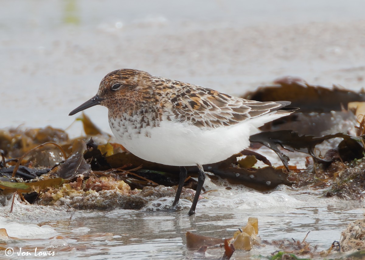 Bécasseau sanderling - ML620702794