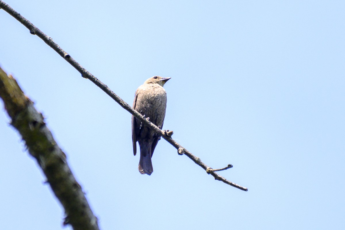 Brown-headed Cowbird - ML620702795