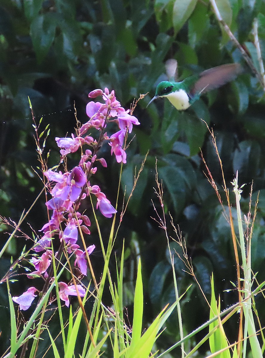 Black-eared Fairy - ML620702803