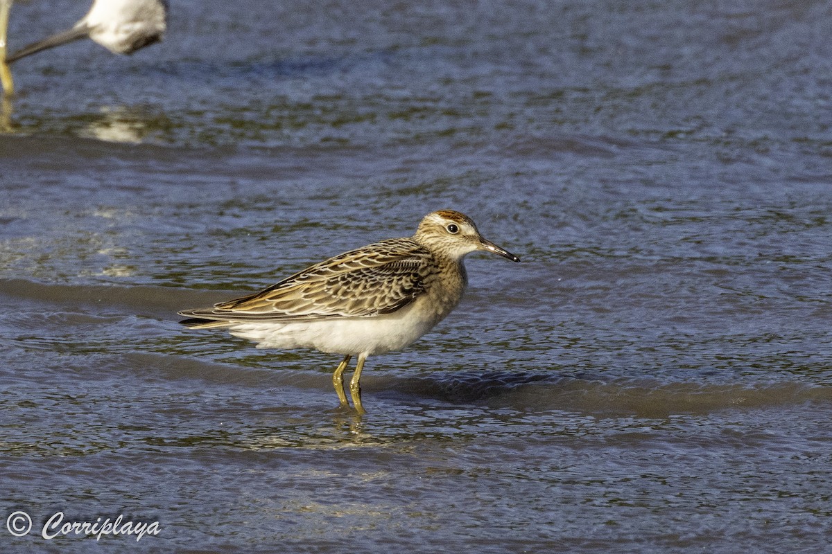 Sharp-tailed Sandpiper - ML620702807