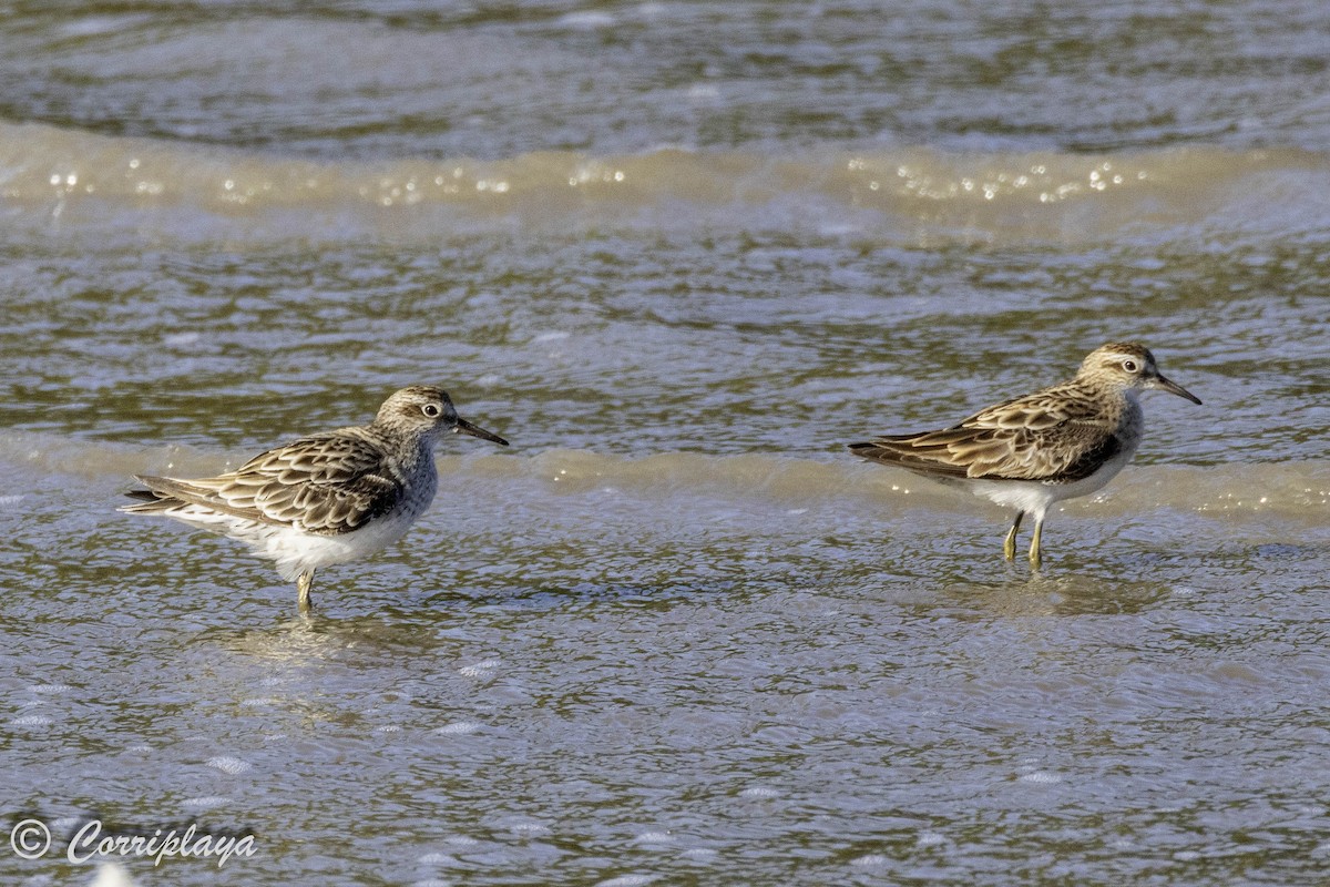 Sharp-tailed Sandpiper - ML620702809