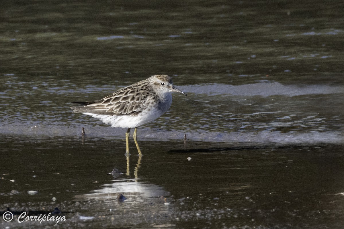 Sharp-tailed Sandpiper - ML620702812