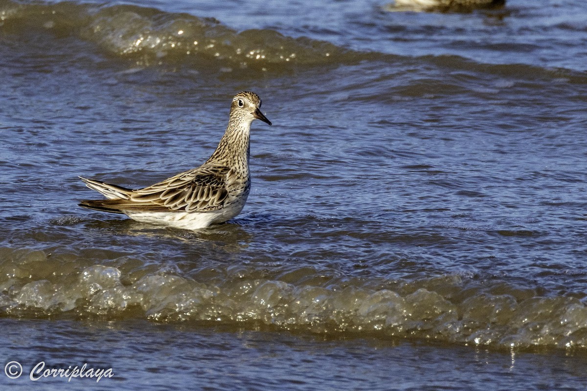 Sharp-tailed Sandpiper - ML620702815