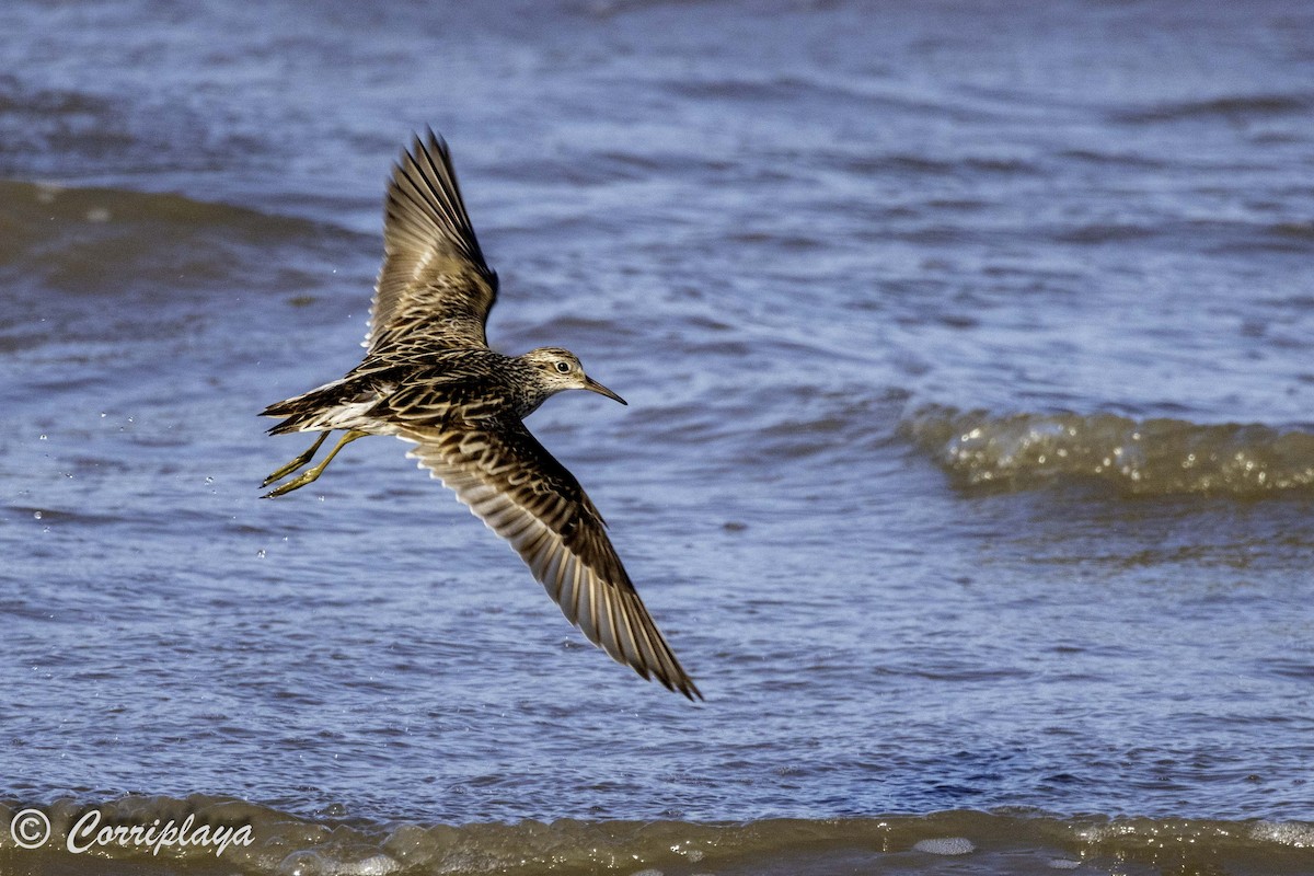 Sharp-tailed Sandpiper - ML620702816