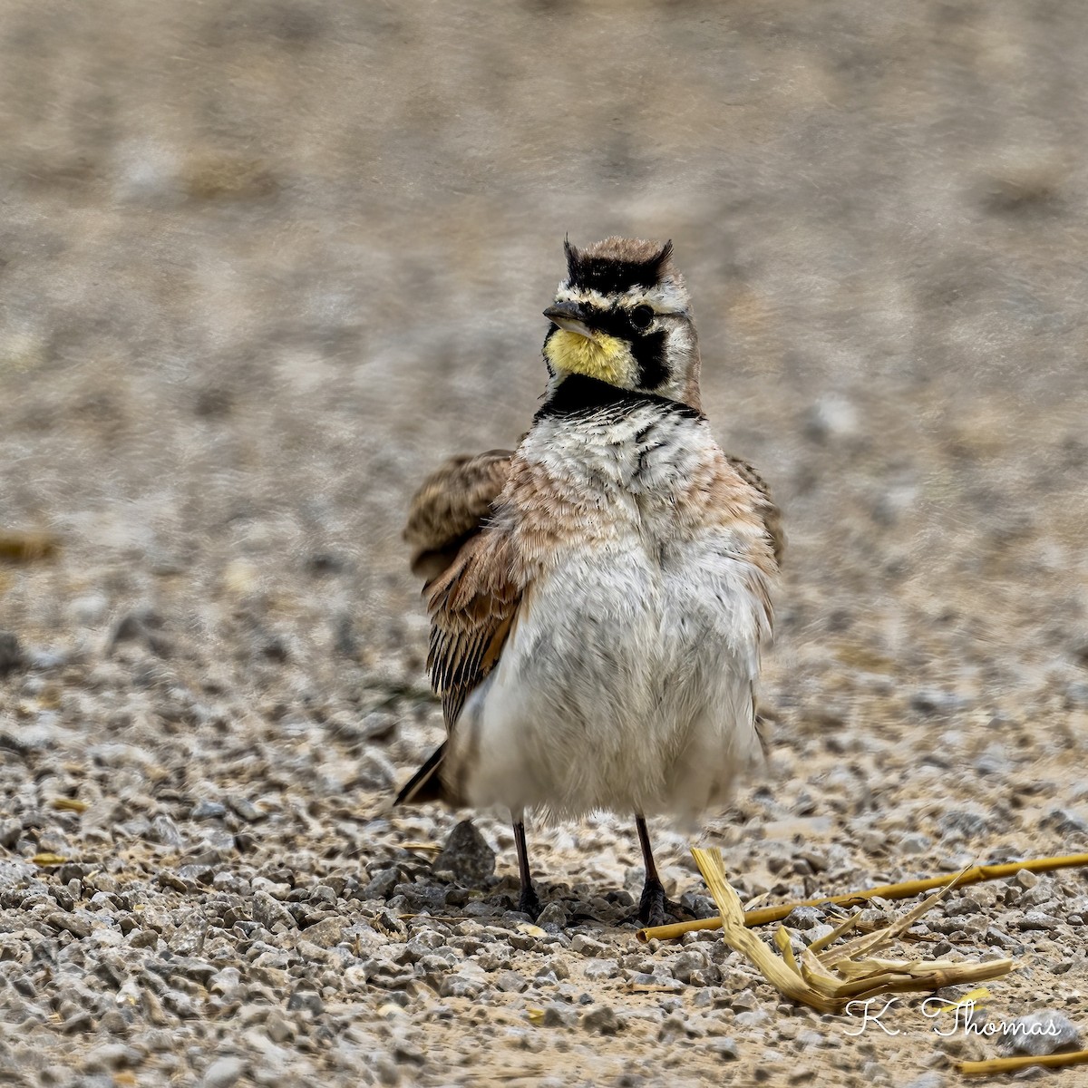 Horned Lark - ML620702819