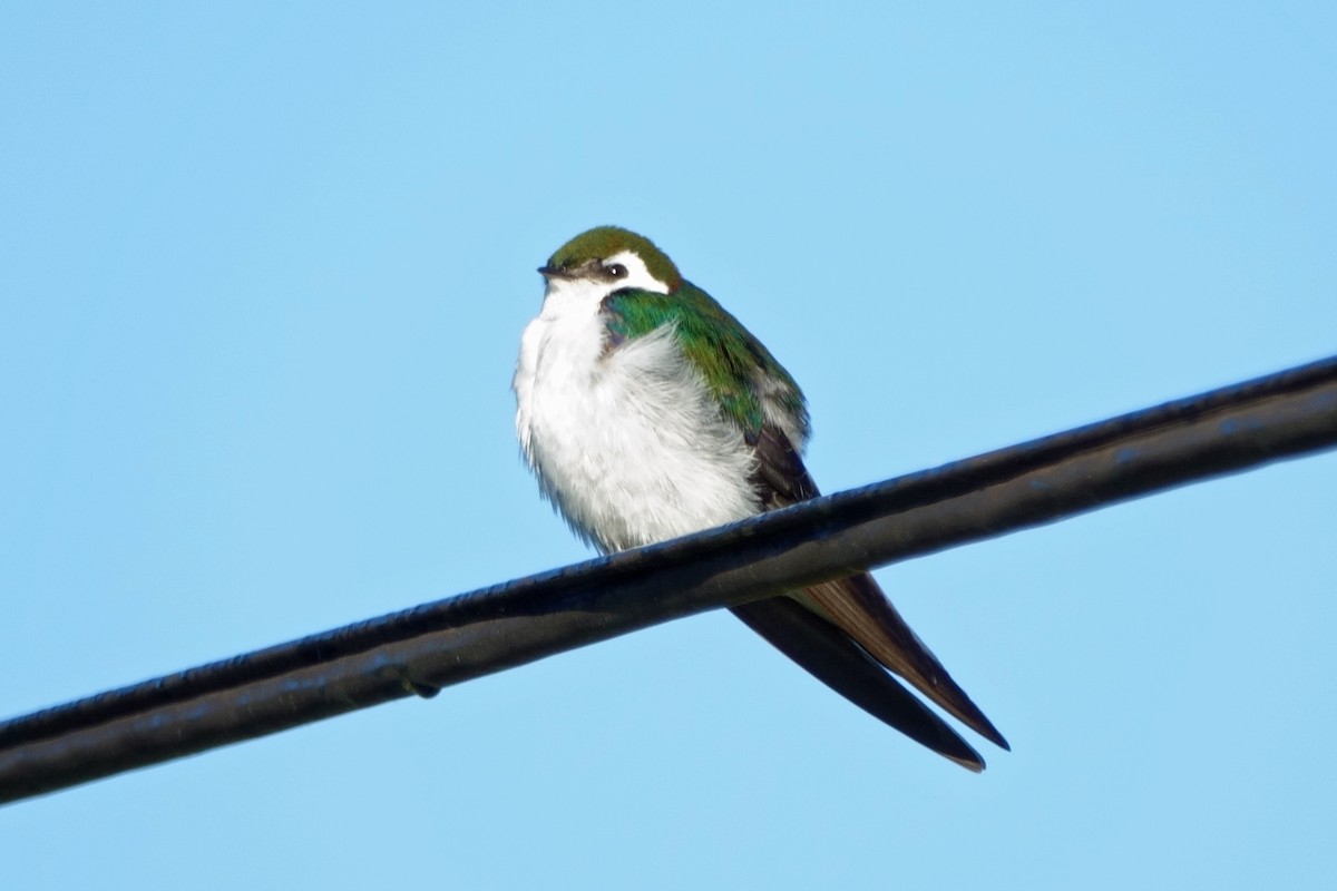 Violet-green Swallow - ML620702822