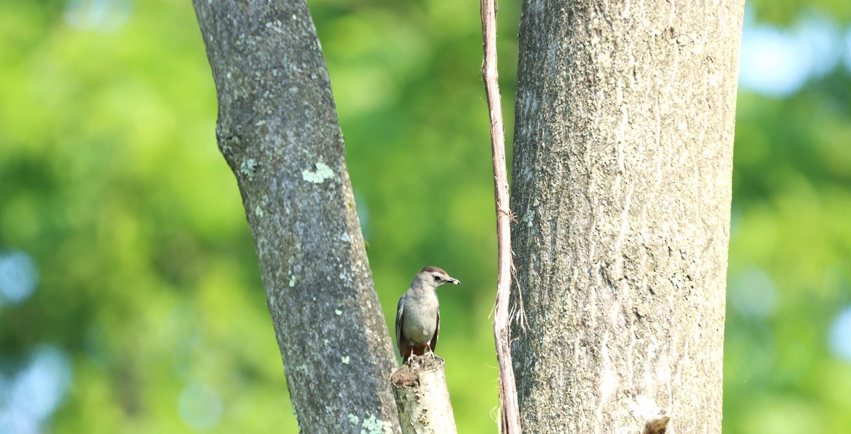 Gray Catbird - ML620702826