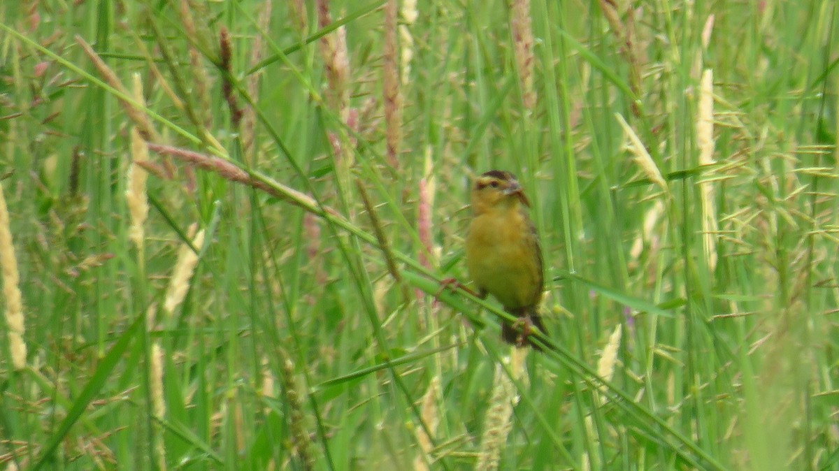 Bobolink - ML620702828