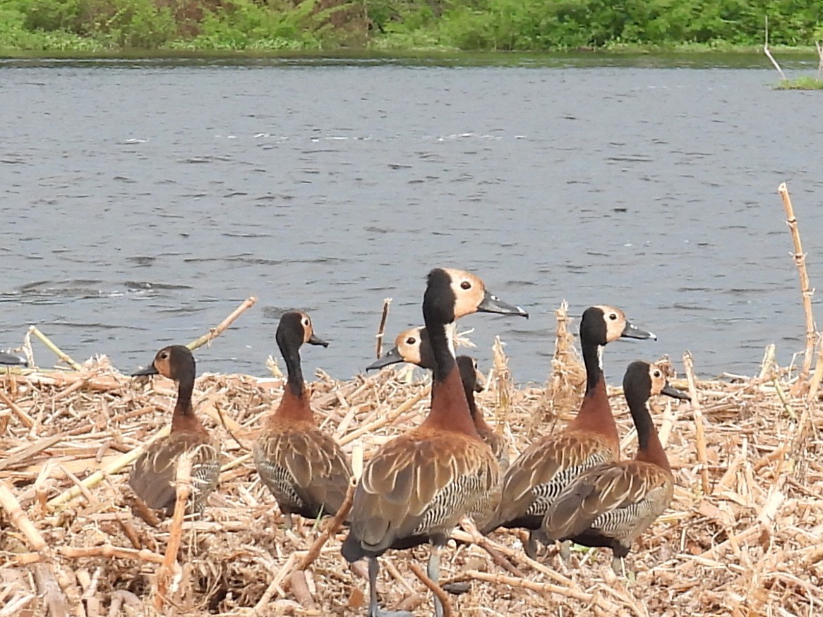 White-faced Whistling-Duck - ML620702834