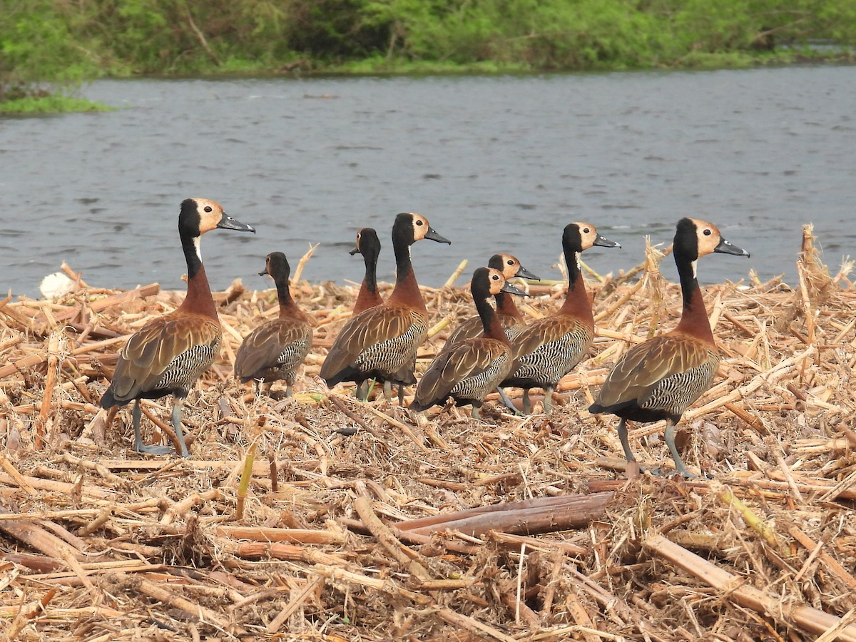 White-faced Whistling-Duck - ML620702835