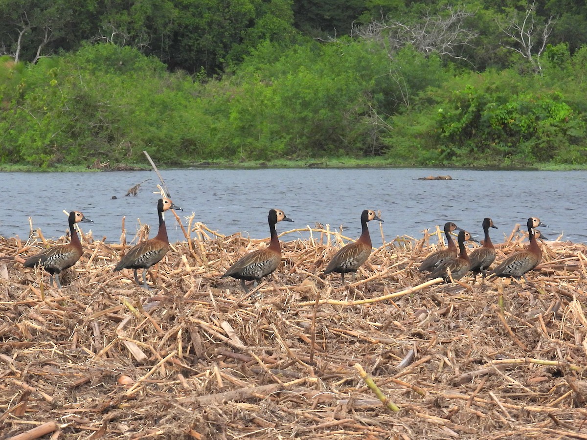 White-faced Whistling-Duck - ML620702836