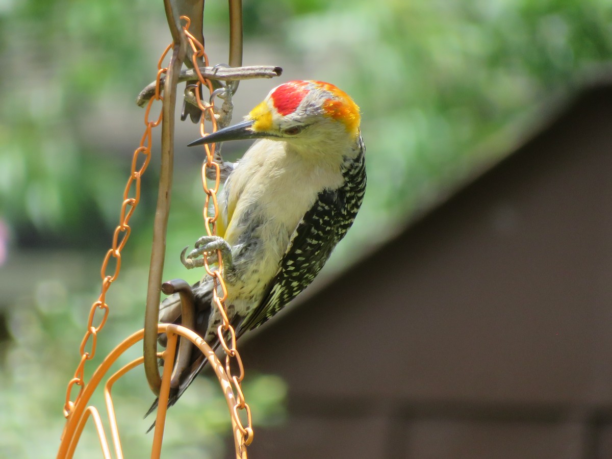 Golden-fronted Woodpecker - ML620702839