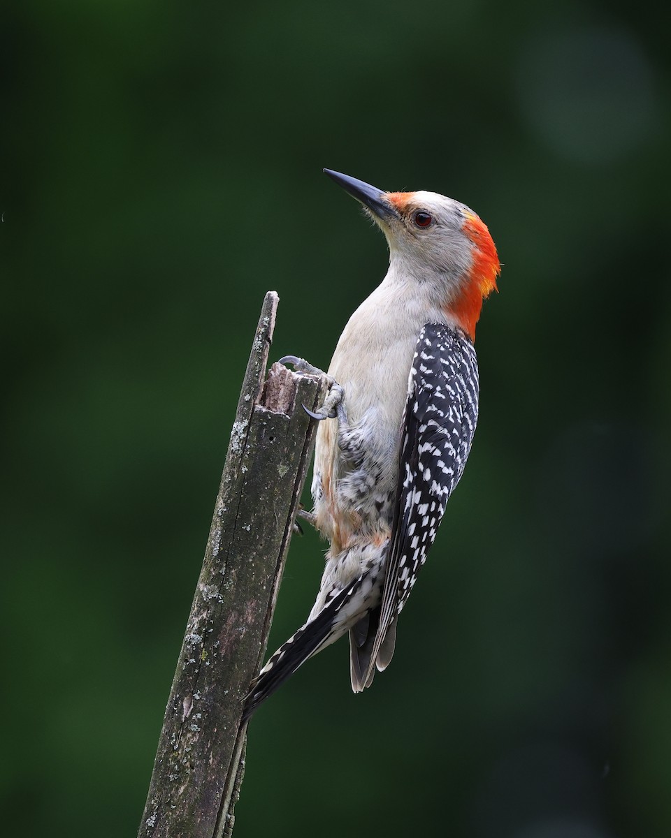 Red-bellied Woodpecker - ML620702841