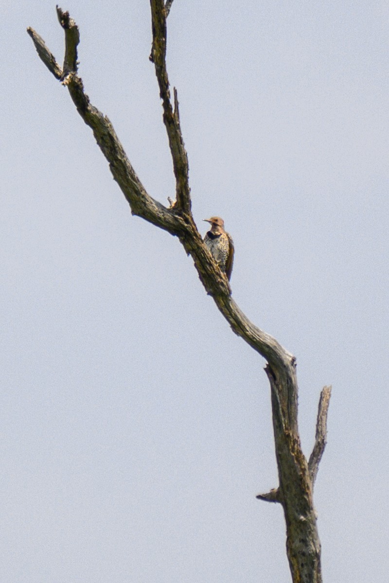 Northern Flicker - ML620702844