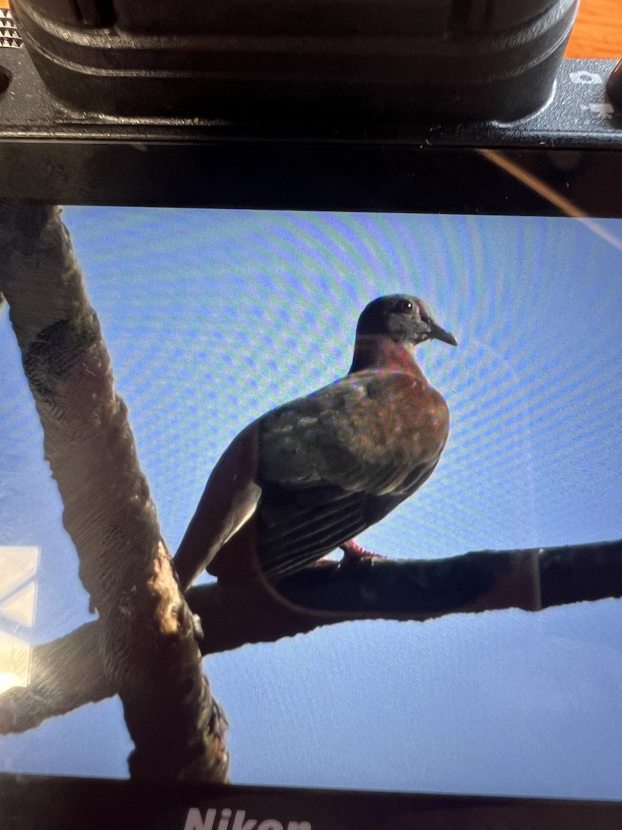 Pale-vented Pigeon - ML620702845