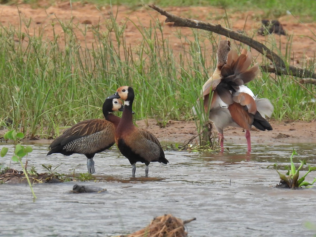 White-faced Whistling-Duck - bob butler