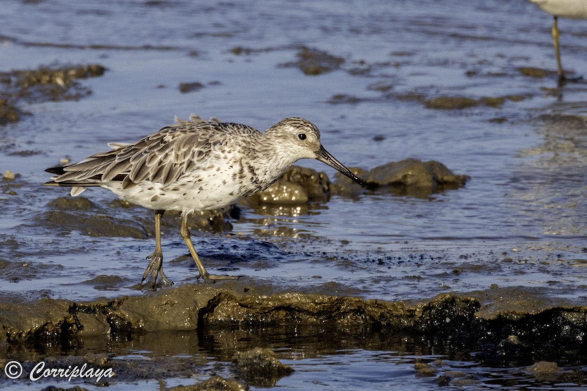 sibirsnipe - ML620702849