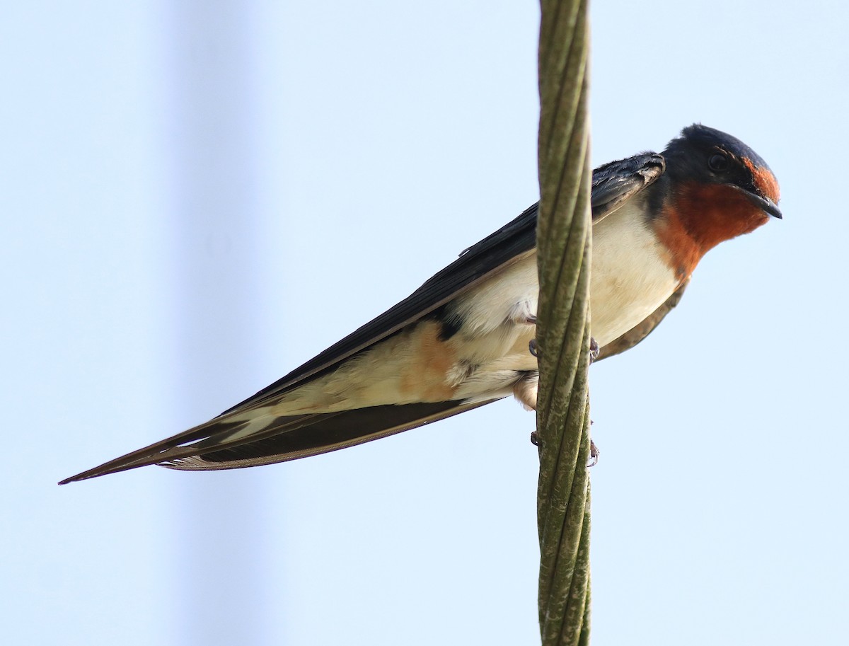 Barn Swallow - ML620702851