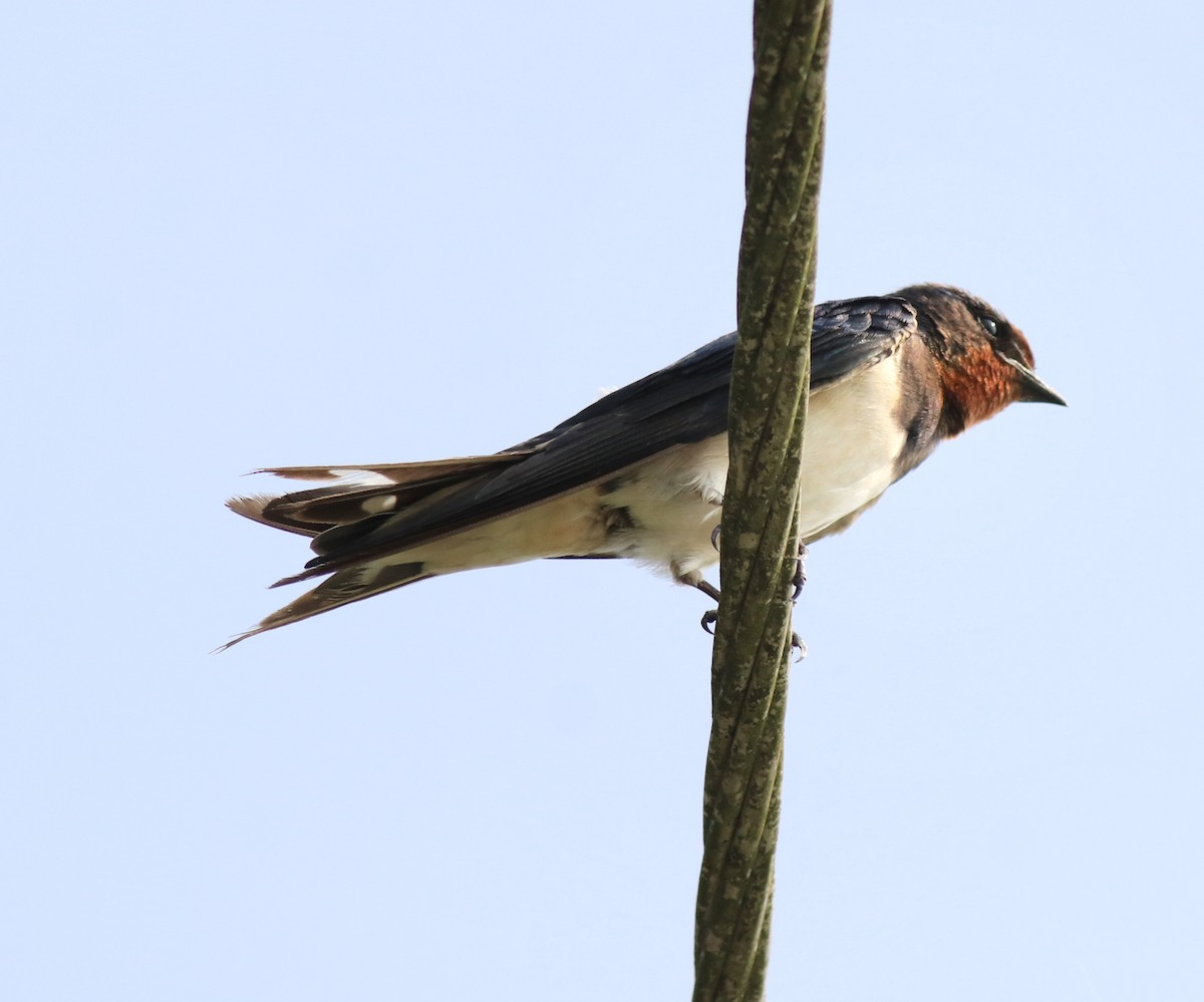 Barn Swallow - ML620702852