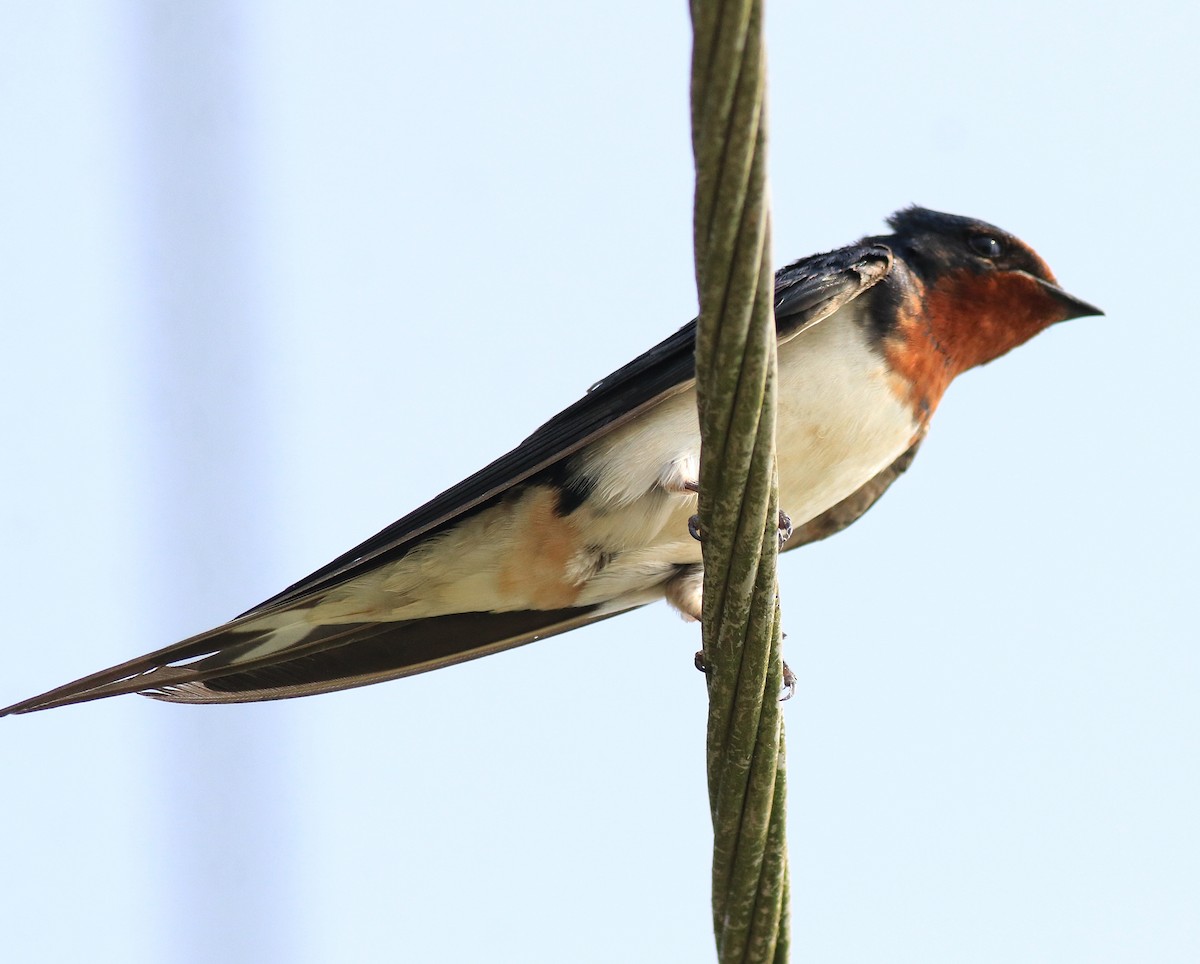 Barn Swallow - ML620702853