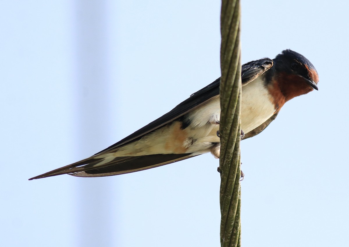 Golondrina Común - ML620702854