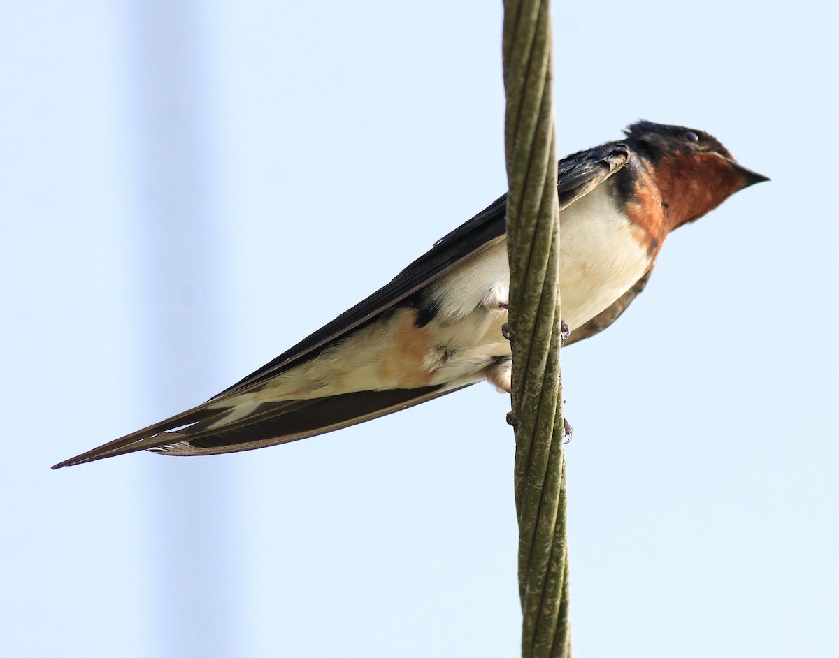 Barn Swallow - ML620702855