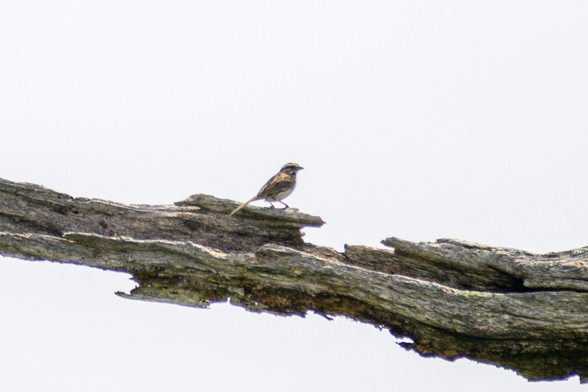 Song Sparrow - ML620702856