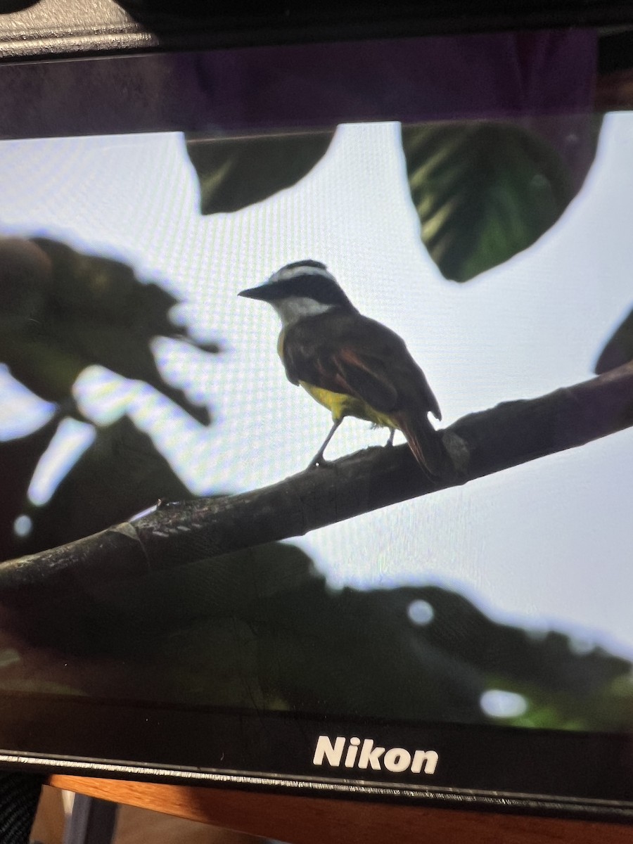 Great Kiskadee - ML620702859