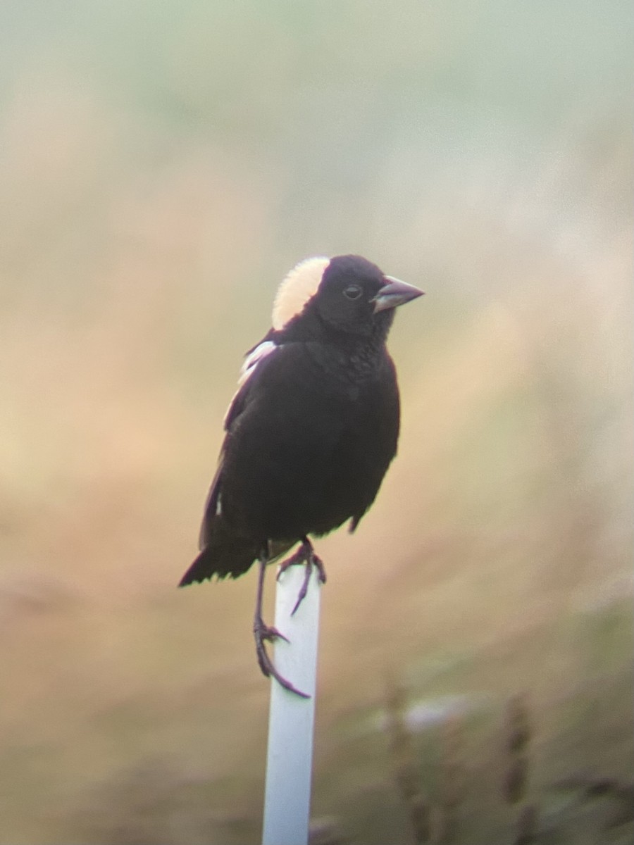 bobolink americký - ML620702861