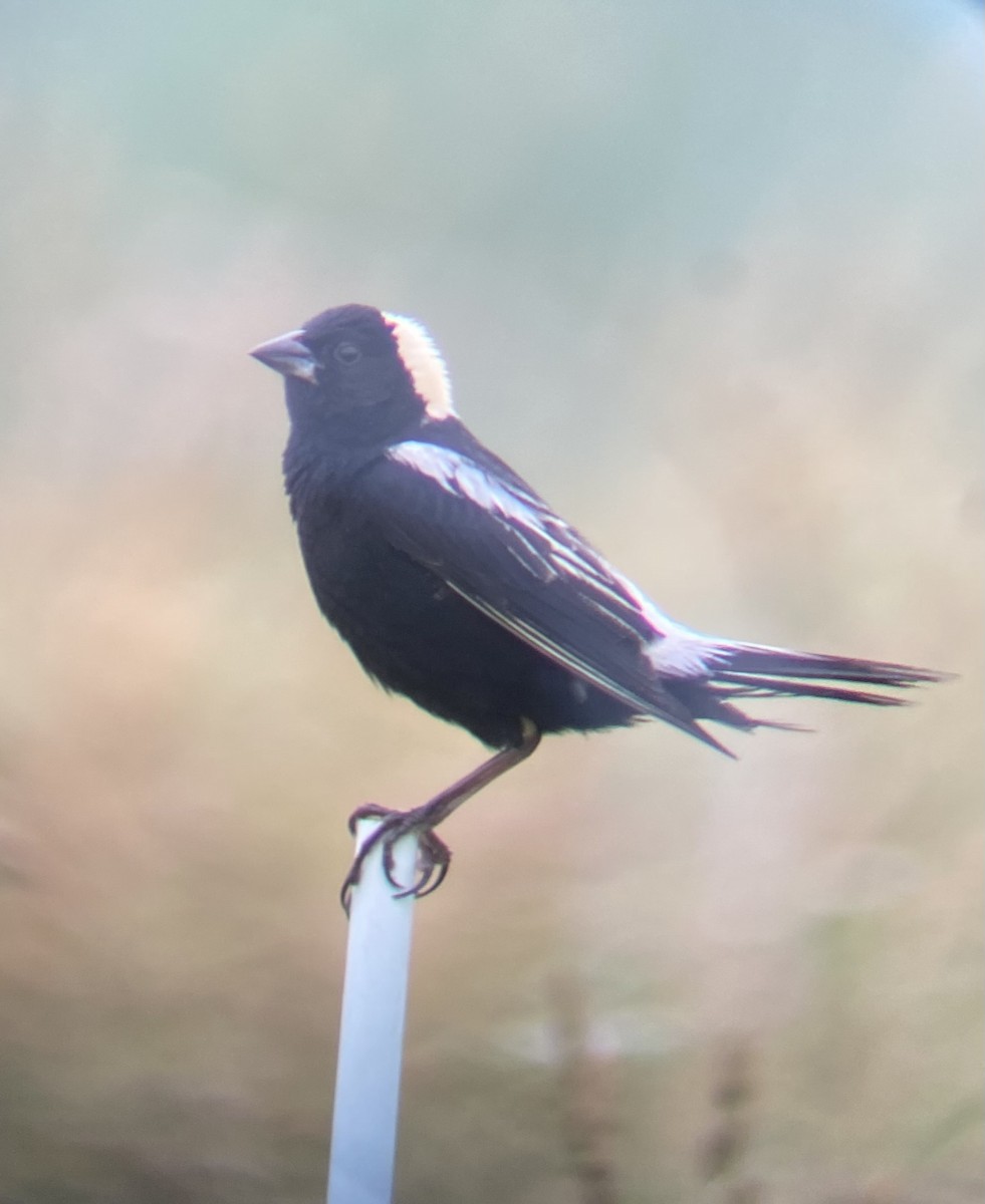 bobolink americký - ML620702862