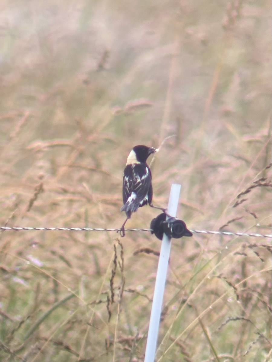 bobolink americký - ML620702863