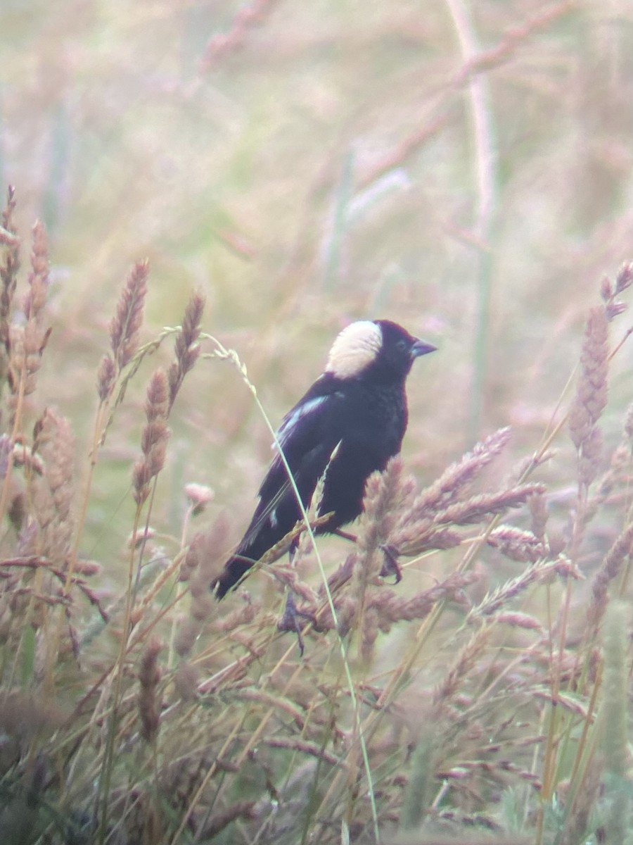 bobolink americký - ML620702864