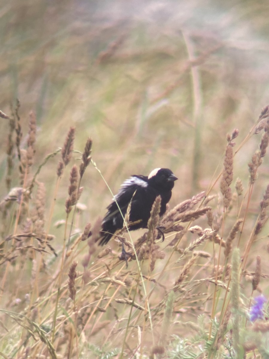 bobolink americký - ML620702865