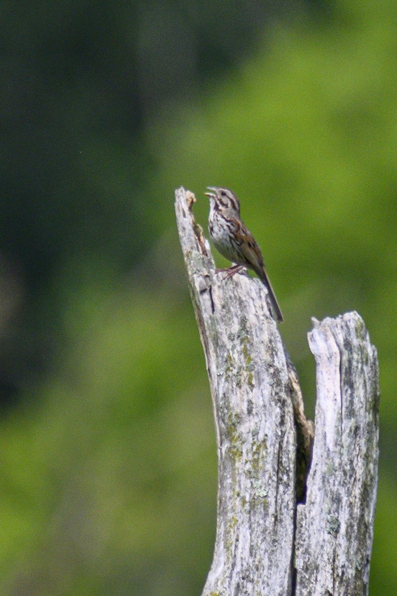 Song Sparrow - ML620702866